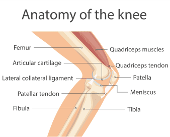 Anatomy and Function of the Knee