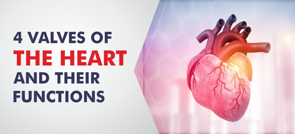 4 Valves of the heart and their functions